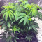 Wedding Cake (Big Head Seeds) Cannabis-Samen