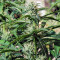 White Haze Automatic (White Label) Cannabis-Samen