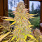 Acid Rain Autoflower feminisierte Samen (EGS)