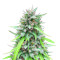Auto White Widow CBD (Pyramid Seeds) Cannabis-Samen