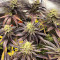 Dozywelly OG feminisierte Samen (AlphaFem Seeds)