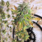 Girl Scout Cookies Autoflower (Seedstockers) Cannabis-Samen