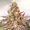 Glue Cookies feminisierte Samen (AlphaFem Seeds)