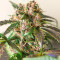 Godzilla Original Glue GG#4 feminisierte Samen (Herbies Seeds)