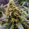 GG#4 Original Glue (Cali Buds Seeds) Cannabis-Samen