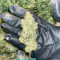 Northern Light (Kera Seeds) Cannabis-Samen