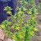 Northern Light regular (Nirvana Seeds) Cannabis-Samen