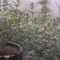 Gorilla Cookies Auto (Fast Buds) Cannabis-Samen zu verkaufen