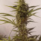 Rhino Ryder Auto (Fast Buds) Cannabis-Samen zu verkaufen