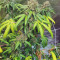 Do-Si-Dos OG Cannabis-Samen Kaufen