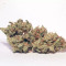 Auto Critical Orange Punch Cannabis-Samen Kaufen