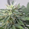 GG#4 Original Glue Autoflower (Seedstockers) Cannabis-Samen zu verkaufen