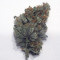 Gorilla x White Widow (Expert Seeds) Cannabis-Samen zu verkaufen