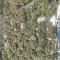 Exodus Cheese (GHS) Cannabis-Samen zu verkaufen