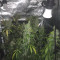 Blue Cheese Cannabis-Samen Kaufen