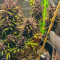 Black Cream Auto Cannabis-Samen Kaufen
