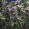 ICED Grapefruit (Female Seeds) Cannabis-Samen zu verkaufen
