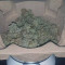 Critical Lemon (Advanced Seeds) Cannabis-Samen zu verkaufen