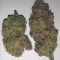 Purple Punch Auto (Fast Buds) Cannabis-Samen zu verkaufen