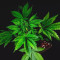 Blueberry Cheesecake (Female Seeds) Cannabis-Samen zu verkaufen