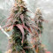 White Widow (Seedstockers) Cannabis-Samen zu verkaufen