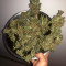 Solomatic Auto CBD (RQS) Cannabis-Samen zu verkaufen