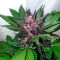 Original Auto Cheese Cannabis-Samen Kaufen