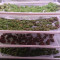 GH Cheese Cannabis-Samen Kaufen
