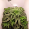 Critical Kush Cannabis-Samen Kaufen