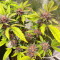 Still Bubba feminisierte Samen (AlphaFem Seeds)