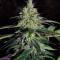 Blue Gelato 41 feminisierte Samen