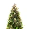 California Cream Auto (Humboldt Seed Company)