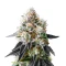 Crescendo RBX1 (Ethos Genetics)