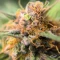 Durban Poison Autoflower feminisierte Samen (Seedkeepers)