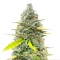 Fugue State Auto (Mephisto Genetics) Cannabis-Samen