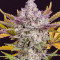 Gorilla Cookies Auto (Fast Buds)
