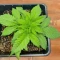 Granny Candy feminisierte Samen (Humboldt Seed Company)