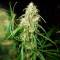 Malawi (Ace Seeds) Cannabis-Samen