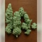 Northern Light (RQS) Cannabis-Samen