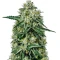 Northern Lights Auto (GHS) Cannabis-Samen