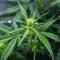 NYC Sour D Auto (Tyson S) (Royal Queen Seeds)