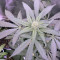 Runtz Muffin feminisierte Samen (Barney's Farm)