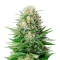 Super Lemon Haze (GHS)