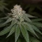 Trippy Sherbert Punch Auto (Big Head Seeds)