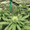Watermelon Z Samen feminisiert (Barney's Farm)