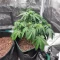 White Widow x White Fire OG Autoflower feminisierte Samen (Seedkeepers)
