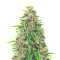 Totally Alpha OG feminisierte Samen (AlphaFem Seeds)