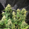Tatanka Pure CBD feminisiertes Saatgut (RQS)