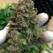 Lemon Shining Silver Haze (RQS) Cannabis-Samen