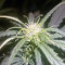 K.O Crop Auto (Cream of the Crop Seeds) Cannabis-Samen